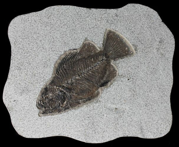 Cockerellites (Priscacara) Fossil Fish - Hanger Installed #39081